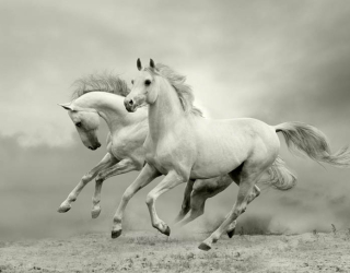 Фотообои Животные  в Хмельницком