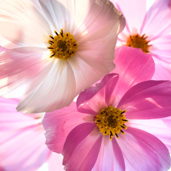 Фотообои Оттенки шиповника