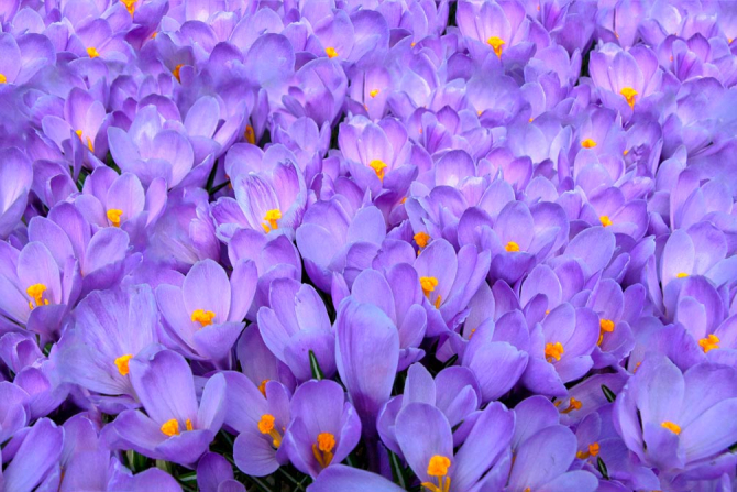 Фотообои Нежно-сиреневые подснежники