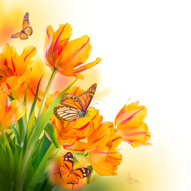 Фотошпалери Тюльпани