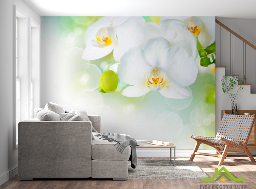 выбрать Фотообои Орхидеи в цвету Фотообои Орхидеи на стену