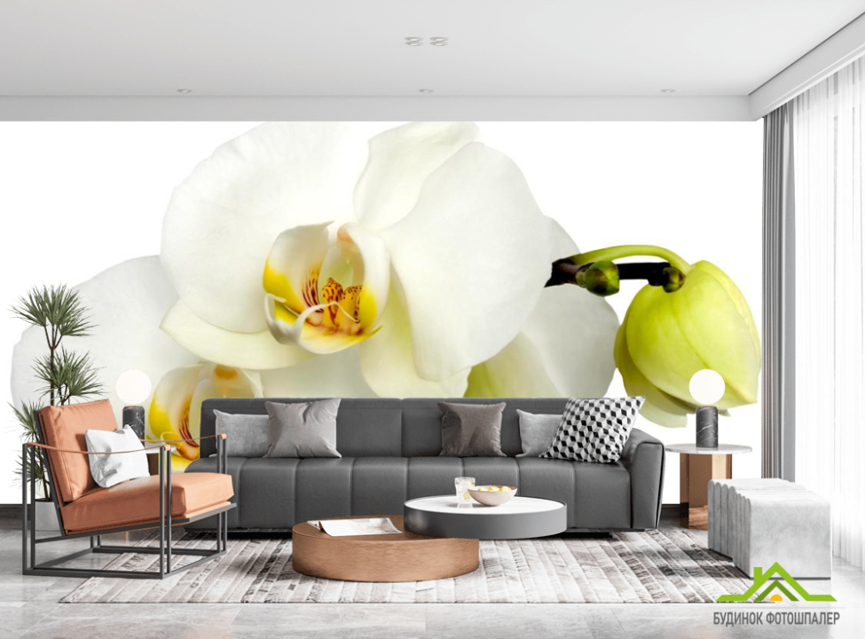 выбрать Фотообои Орхидеи желто-белые Фотообои Орхидеи на стену