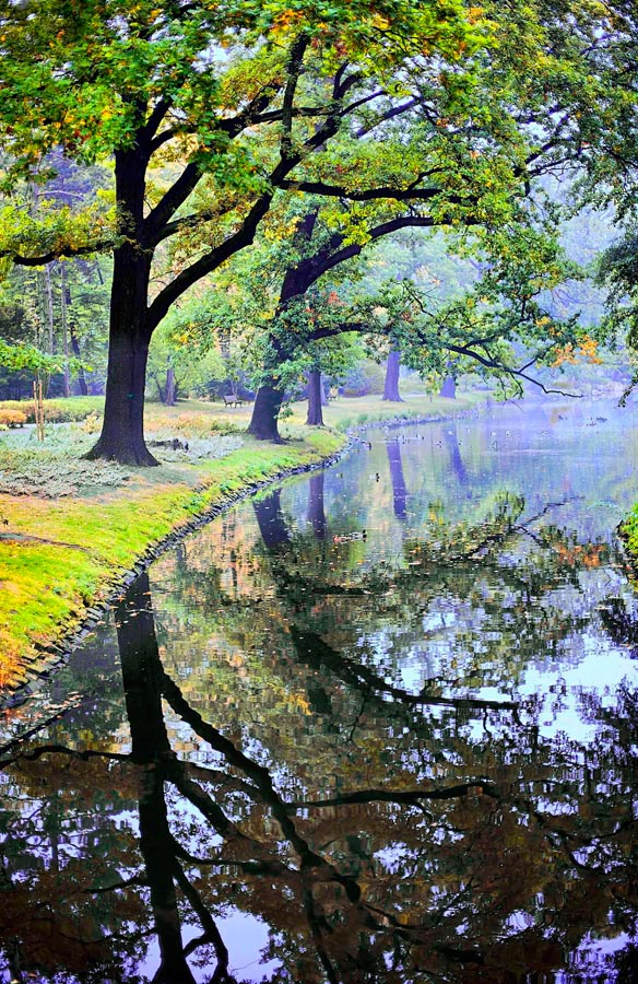 Фотошпалери Дерева над водою