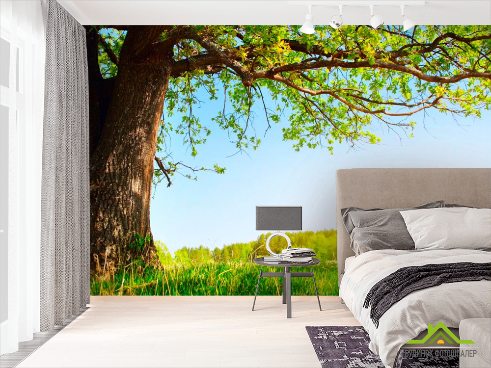 Фотошпалери Старе дерево