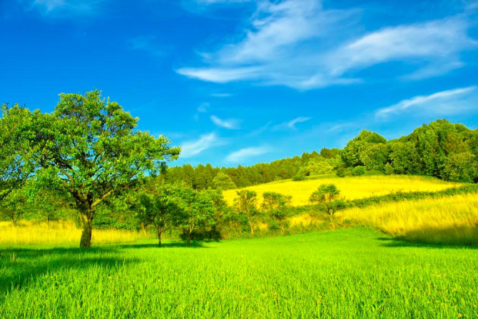 Фотообои Поле, дерево, луг