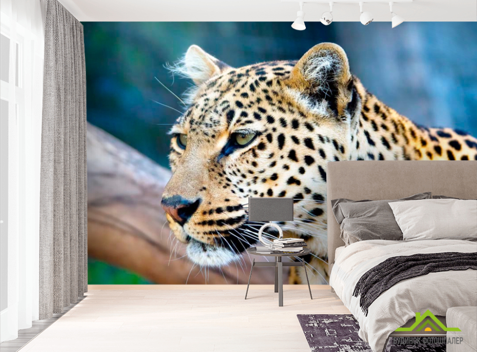 выбрать Фотообои Гордый гепард Фотообои Гепарды на стену