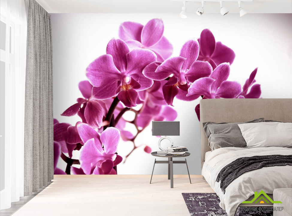 выбрать Фотообои Орхидея Фотообои Орхидеи на стену