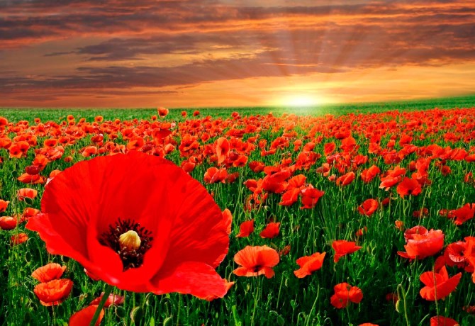 Фотошпалери Схід на маковому полі