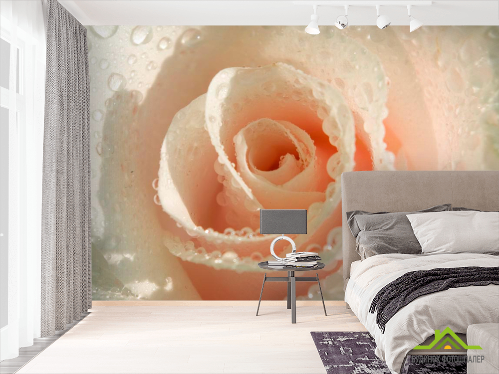 Фотошпалери Кремова троянда і роса