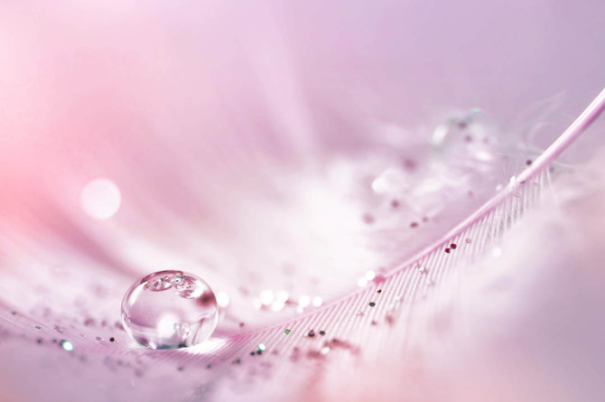 Фотошпалери Перо з росою на рожевому тлі