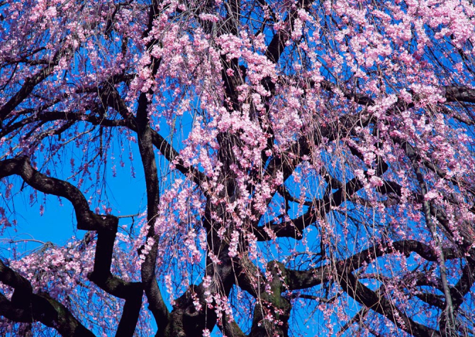 Фотообои Цветущая сакура