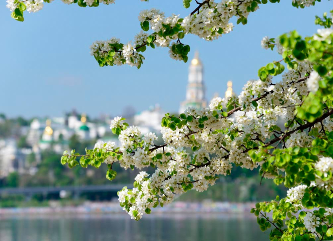 Фотообои Яблочный цвет