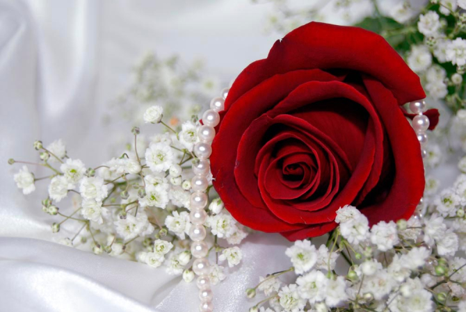 Фотошпалери Роза і перли