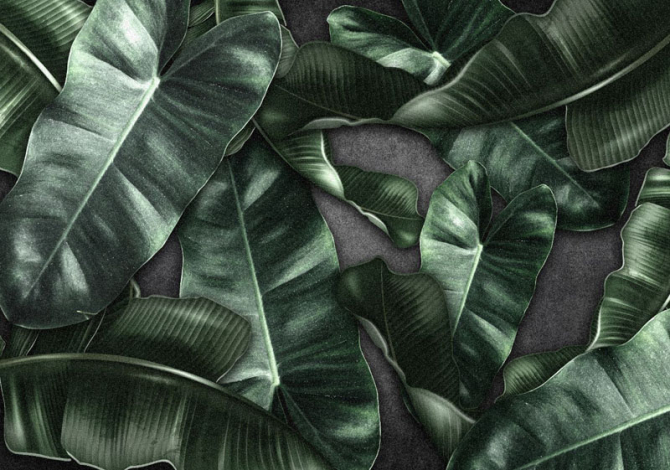 Фотошпалери зелене листя