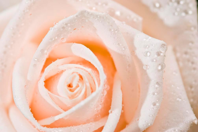 Фотошпалери Троянда