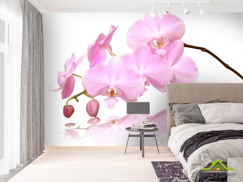 Фотообои Розово-белые орхидеи