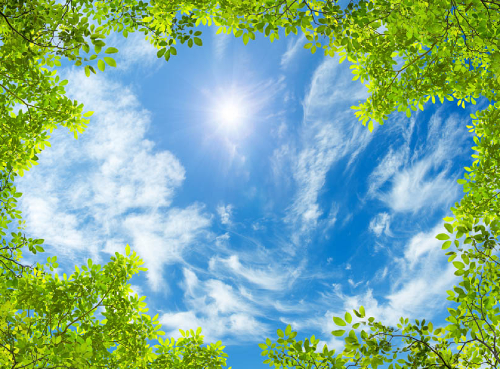 выбрать Фотошпалери Гілки і небо стеля Фотошпалери на стелю на стіну