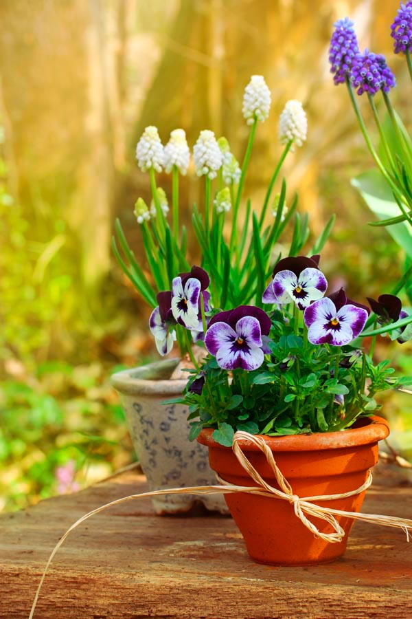 Фотообои Горшочек с фиалками