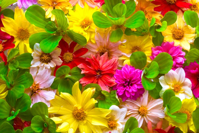 Фотообои Разнотравный букет