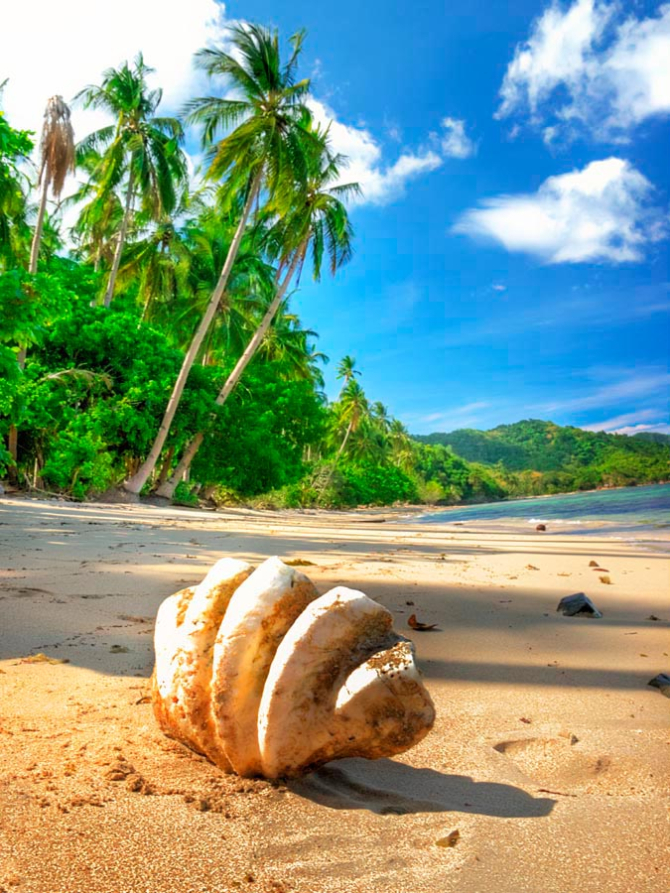 Фотообои Ракушка макро-съемка