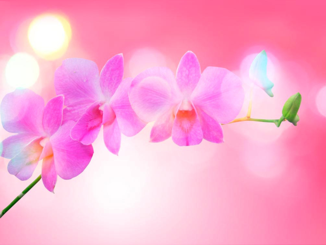 Фотошпалери Блідо-рожеві квіти