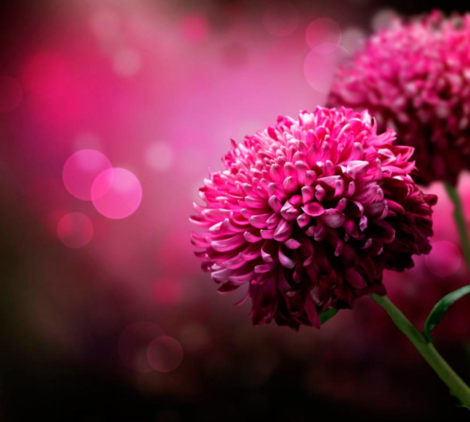 Фотообои Малиновые хризантемы