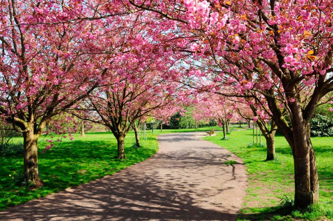 Фотошпалери Квітучі вишні