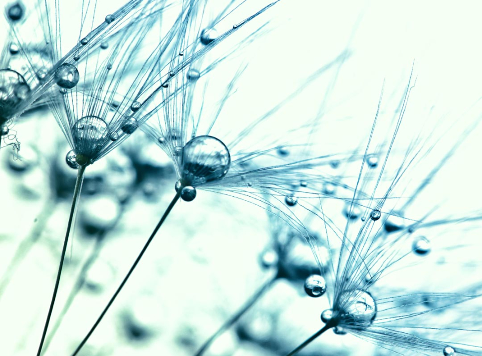 выбрать Фотошпалери роса на кульбабі Фотошпалери Квіти на стіну