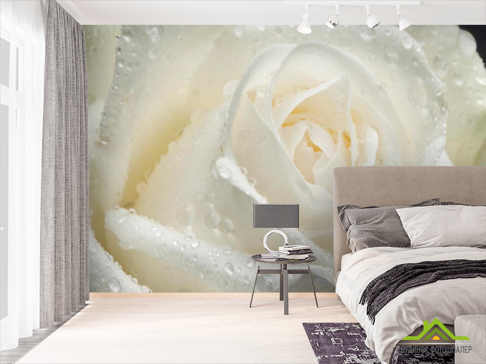 Фотошпалери Біла троянда крупним планом