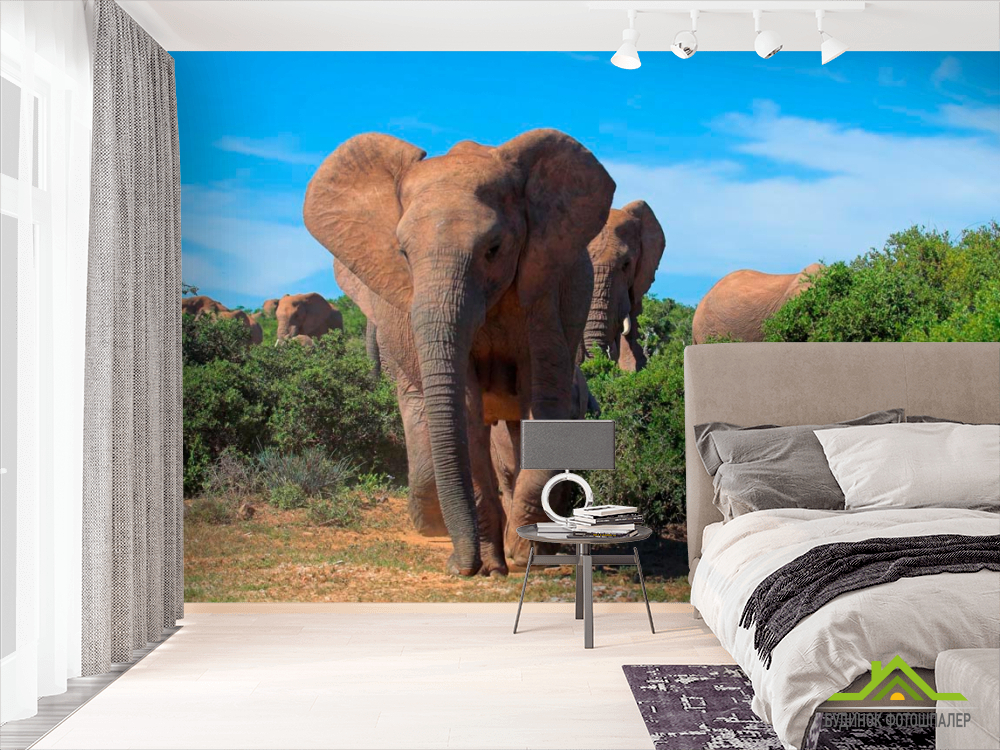 Фотошпалери Стадо слонів