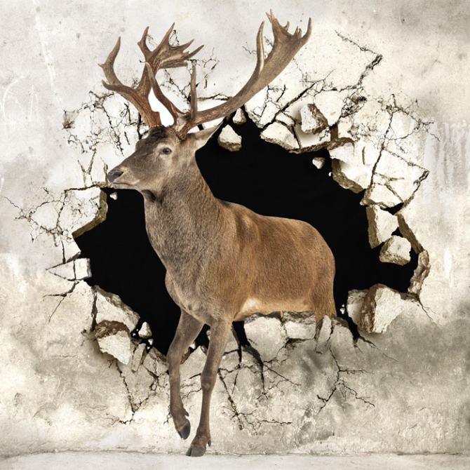 Фотошпалери Олень зі стіни