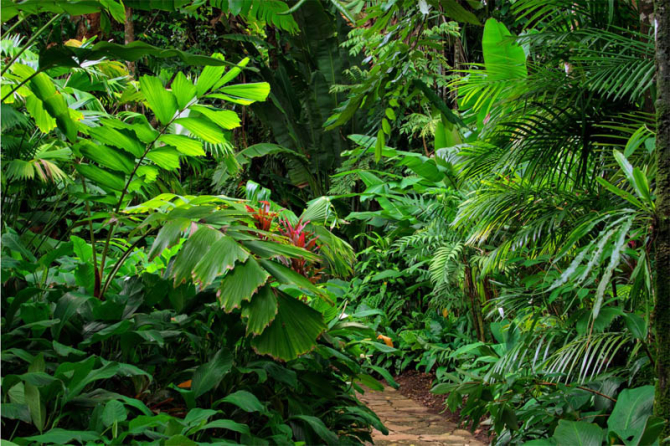 Фотообои тропики