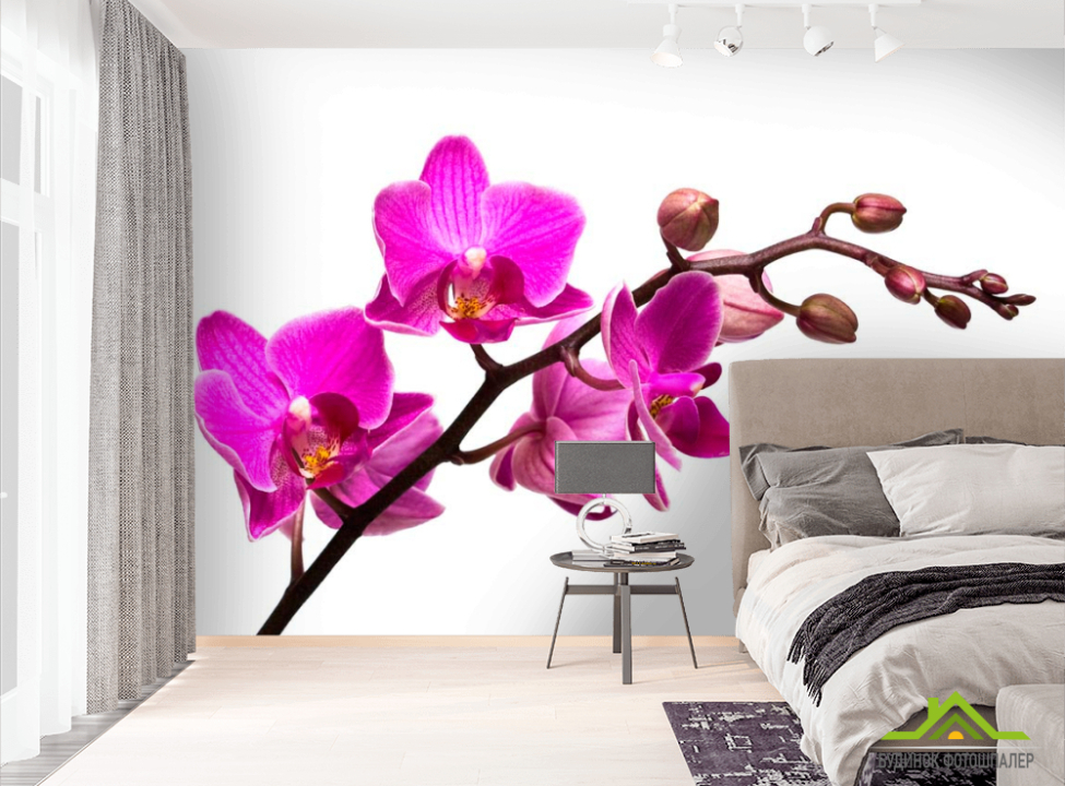 выбрать Фотошпалери Гілочка рожевої орхідеї Фотошпалери Орхідеї на стіну