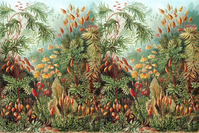 Фотошпалери ліс