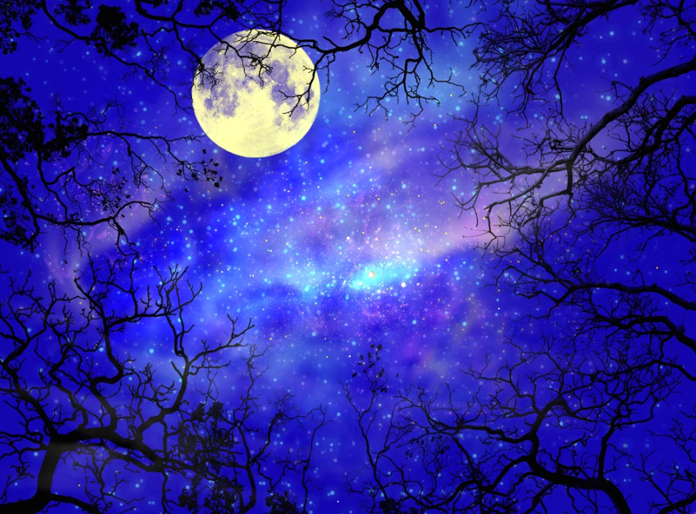 выбрать Фотообои луна на небе в лесу Фотообои на потолок на стену