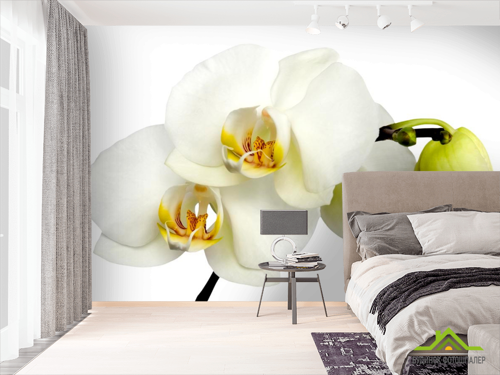 Фотообои Орхидеи желто-белые