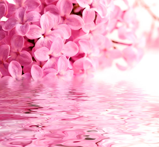 Фотошпалери Розова бузок