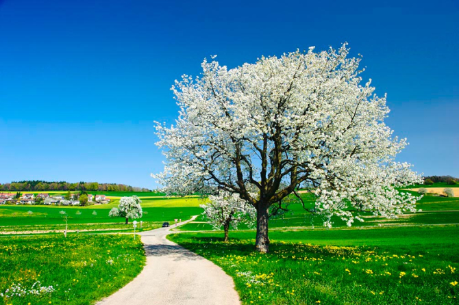 Фотообои Весна, цвет