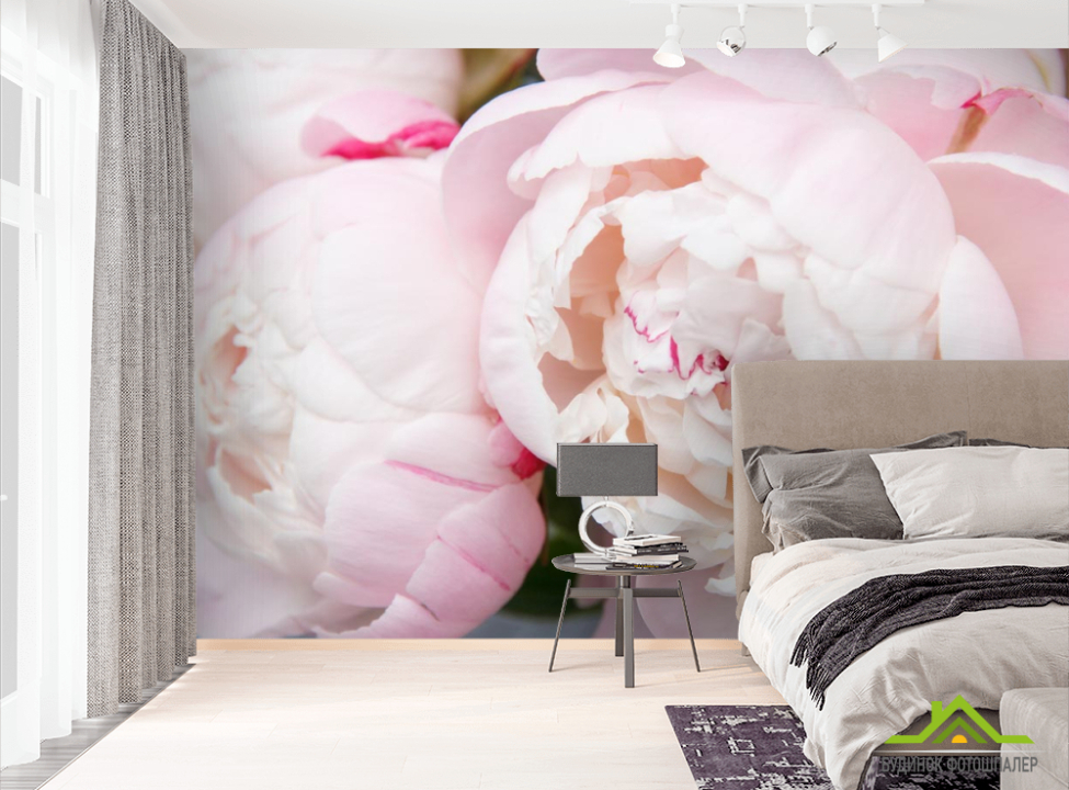 выбрать Фотошпалери ніжні біло-рожеві півонії Фотошпалери Квіти на стіну