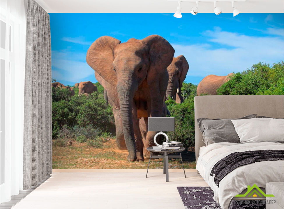 выбрать Фотошпалери Стадо слонів  на стіну