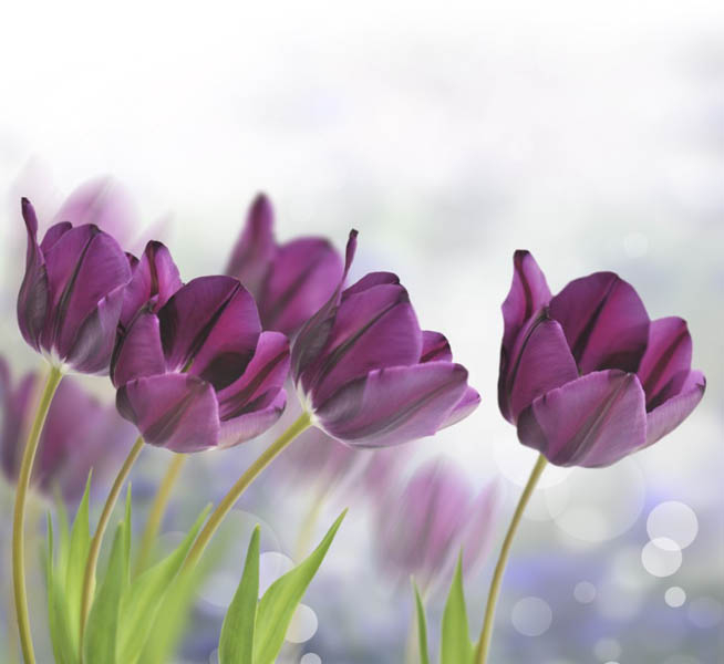 Фотошпалери тюльпани