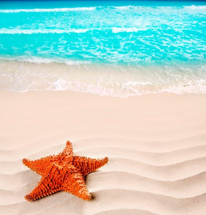 Фотообои Морская звезда