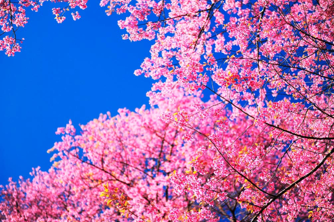 Фотообои Сакура цветет