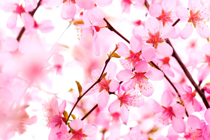 Фотошпалери Вишневі квіти розпустилися