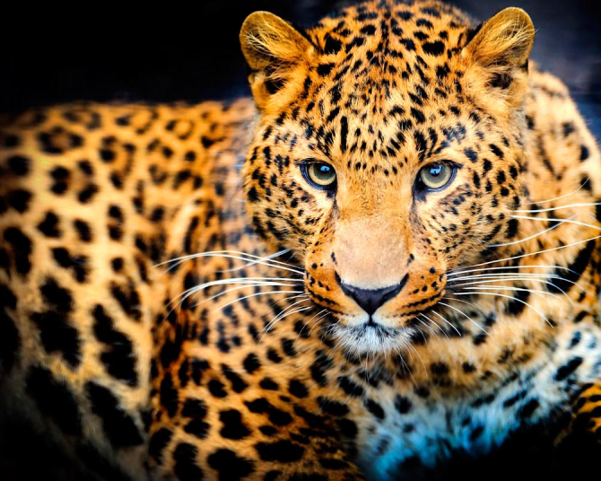 Фотообои Гепард на охоте