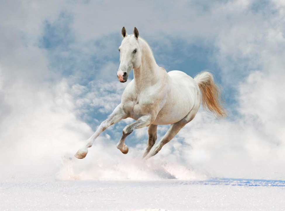 выбрать Фотообои Бегущий рысак Фотообои Лошади на стену