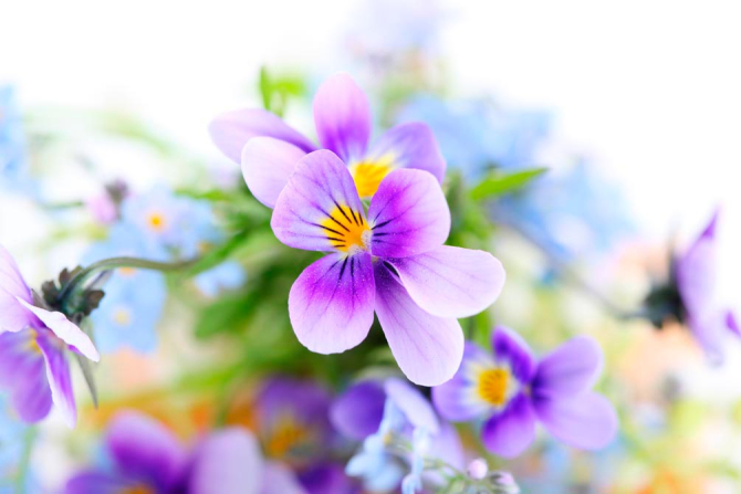 Фотошпалери Бузкові братки