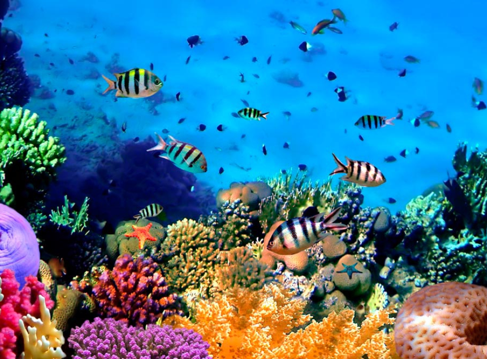 выбрать Фотошпалери Підводний світ. Краси. Фотошпалери Море на стіну