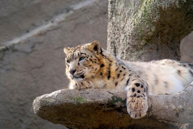 Фотообои Барс на камне