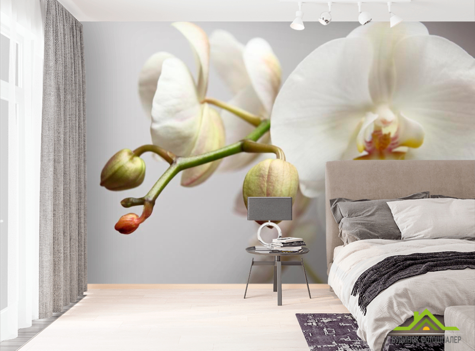 выбрать Фотообои Орхидея белоснежная Фотообои Орхидеи на стену